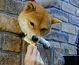 これが近所の柴犬、そして水木薫さんの手、らしい